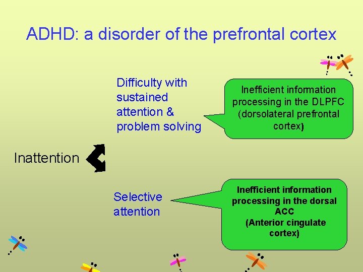 ADHD: a disorder of the prefrontal cortex Difficulty with sustained attention & problem solving