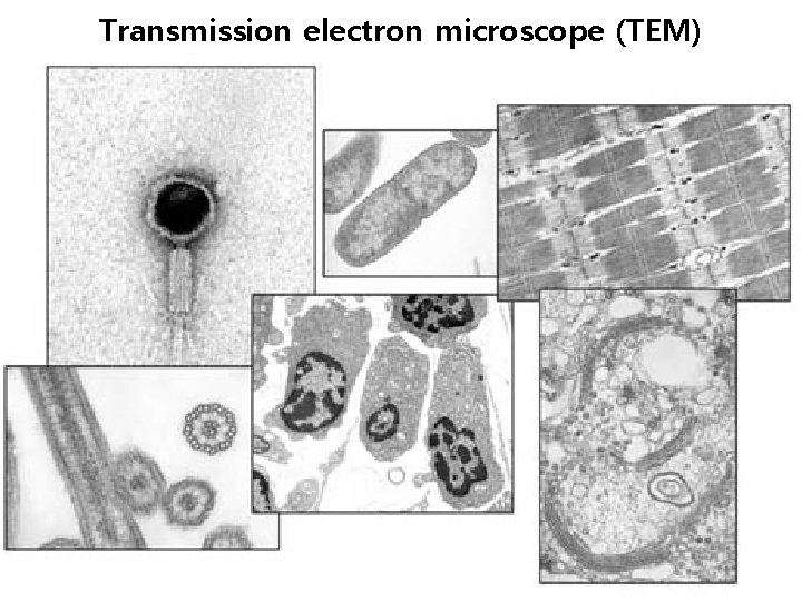 Transmission electron microscope (TEM) 