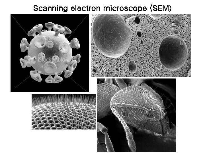 Scanning electron microscope (SEM) 