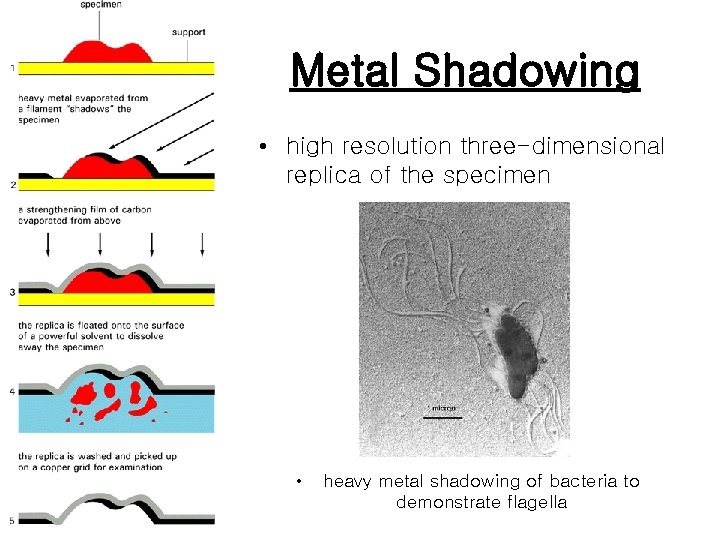 Metal Shadowing • high resolution three-dimensional replica of the specimen • heavy metal shadowing