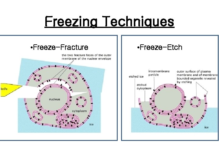 Freezing Techniques • Freeze-Fracture • Freeze-Etch 