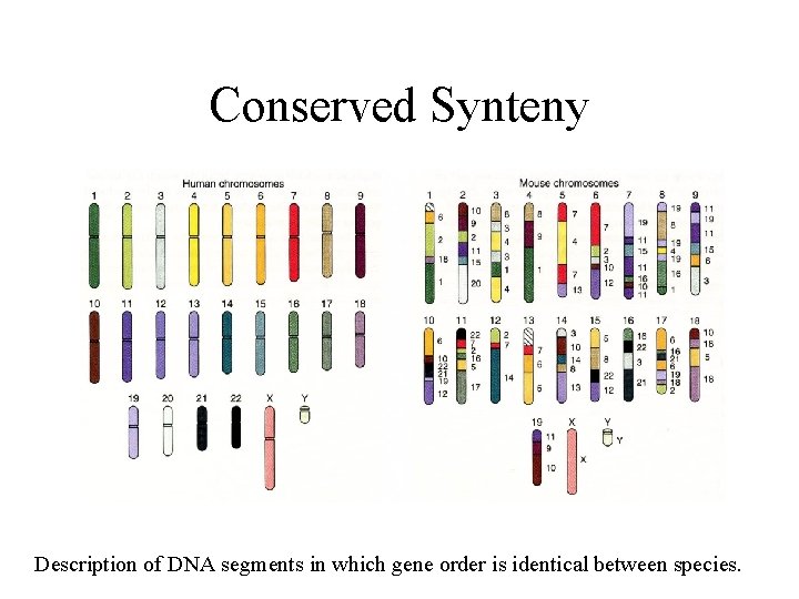 Conserved Synteny Description of DNA segments in which gene order is identical between species.