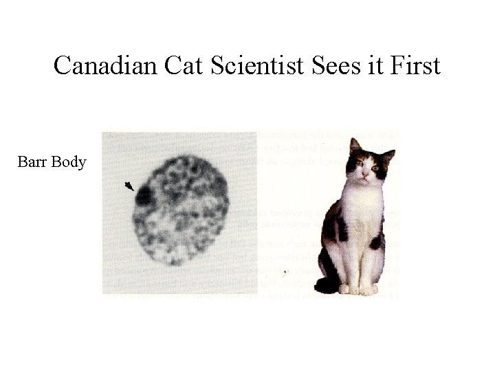 Canadian Cat Scientist Sees it First Barr Body 