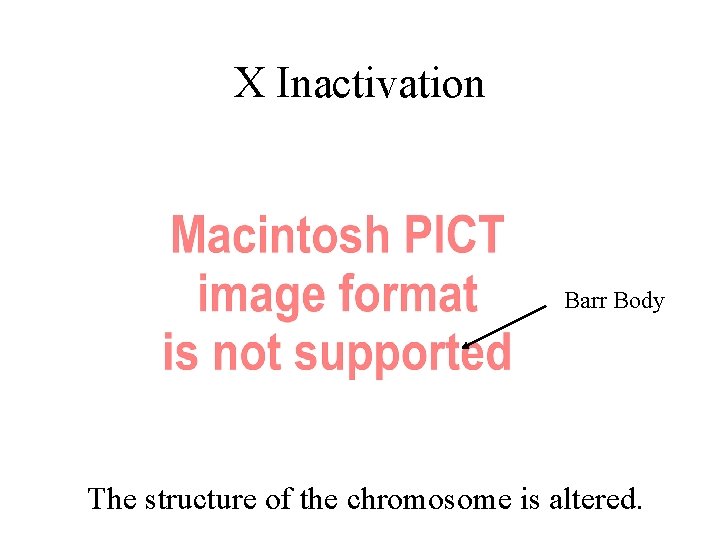 X Inactivation Barr Body The structure of the chromosome is altered. 