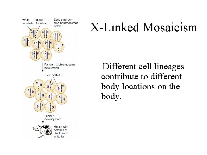 X-Linked Mosaicism Different cell lineages contribute to different body locations on the body. 