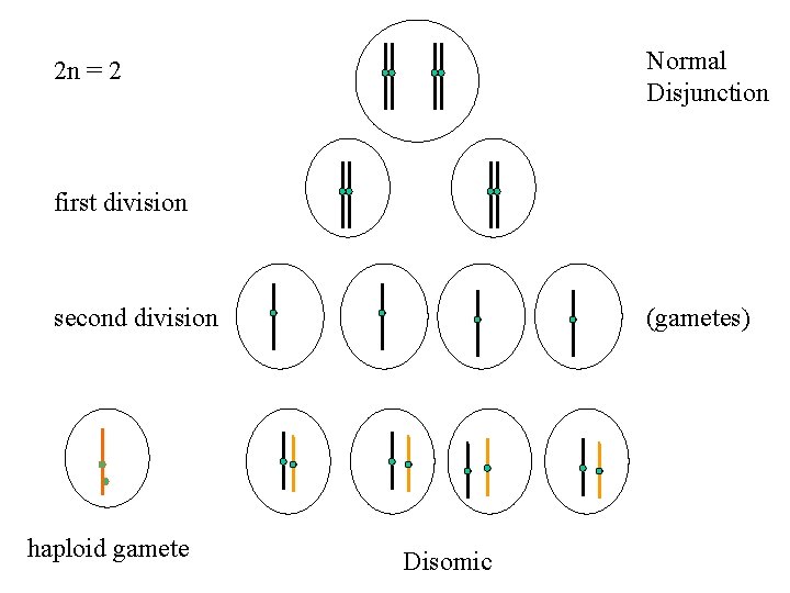 Normal Disjunction 2 n = 2 first division second division haploid gamete (gametes) Disomic