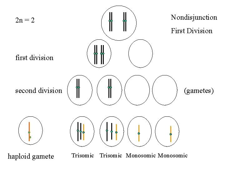2 n = 2 Nondisjunction First Division first division second division haploid gamete (gametes)