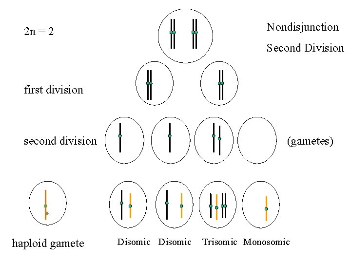 Nondisjunction 2 n = 2 Second Division first division second division haploid gamete (gametes)