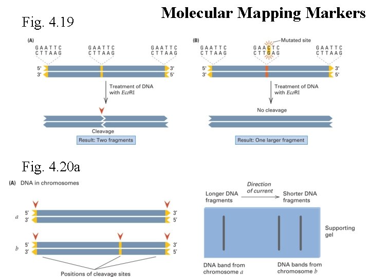 Fig. 4. 19 Fig. 4. 20 a Molecular Mapping Markers 