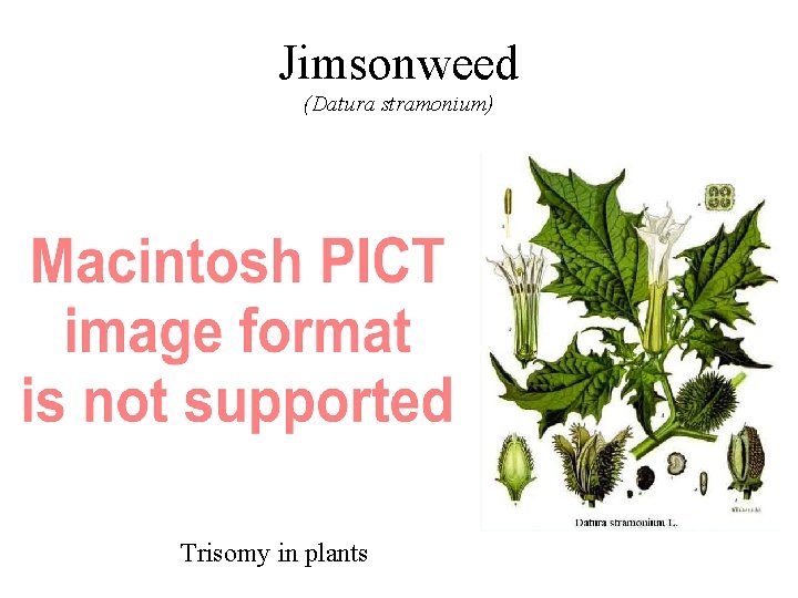 Jimsonweed (Datura stramonium) Trisomy in plants 
