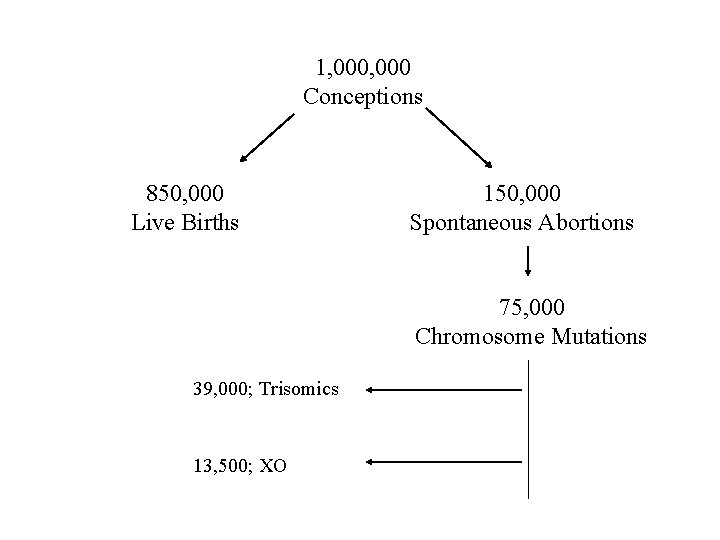 1, 000 Conceptions 850, 000 Live Births 150, 000 Spontaneous Abortions 75, 000 Chromosome