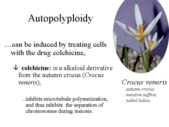 Autopolyploidy …can be induced by treating cells with the drug colchicine, â colchicine: is