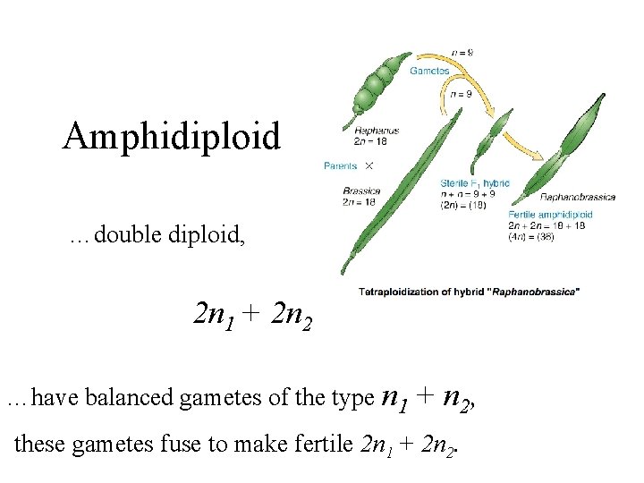 Amphidiploid …double diploid, 2 n 1 + 2 n 2 …have balanced gametes of