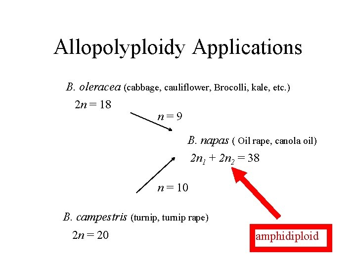 Allopolyploidy Applications B. oleracea (cabbage, cauliflower, Brocolli, kale, etc. ) 2 n = 18