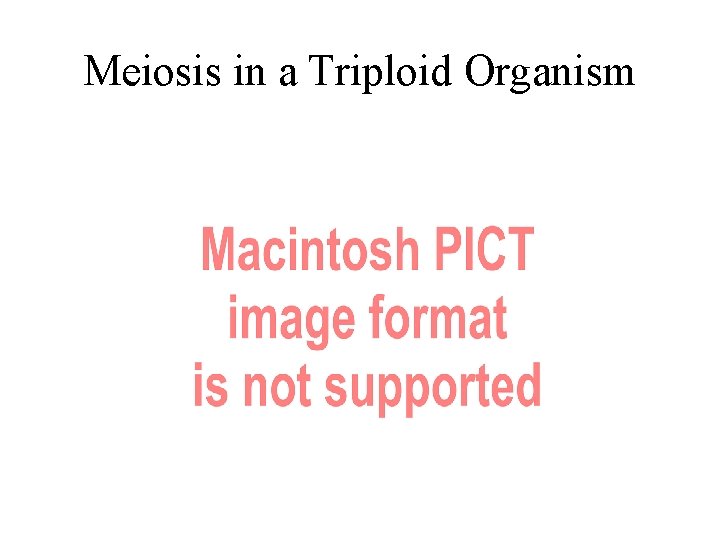 Meiosis in a Triploid Organism 