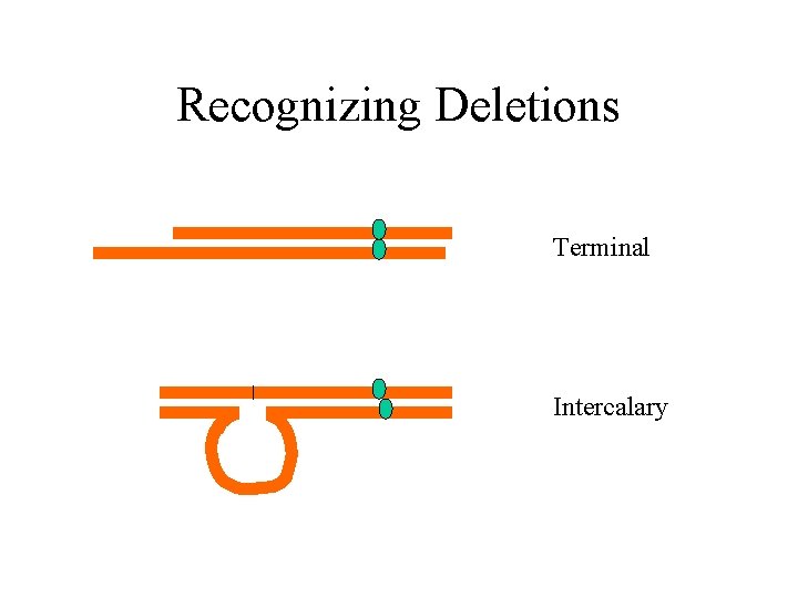 Recognizing Deletions Terminal Intercalary 