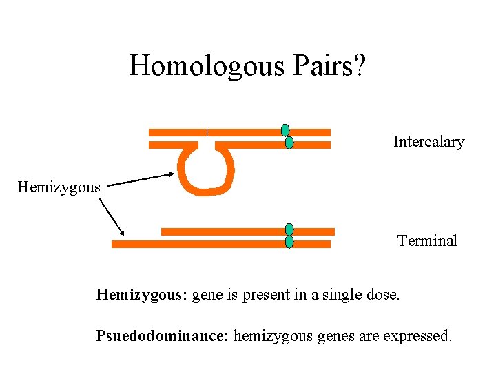 Homologous Pairs? Intercalary Hemizygous Terminal Hemizygous: gene is present in a single dose. Psuedodominance: