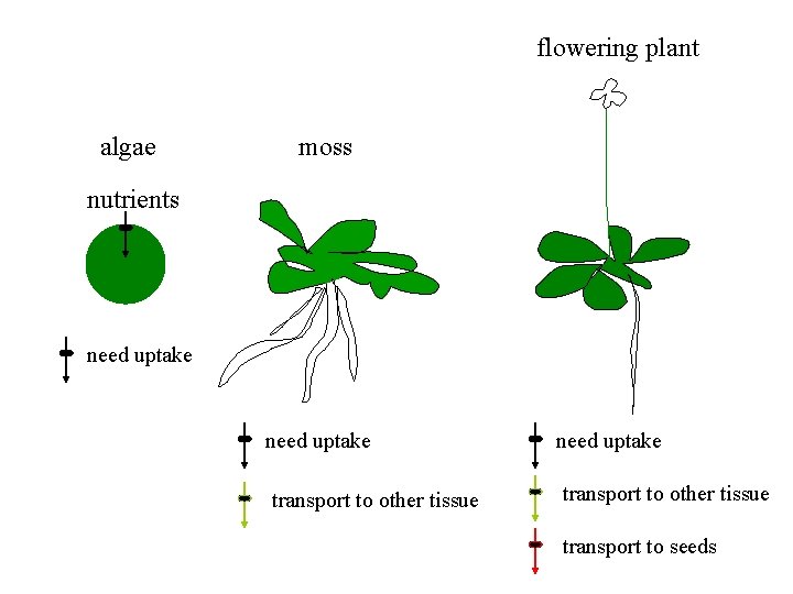 flowering plant algae moss nutrients need uptake transport to other tissue transport to seeds