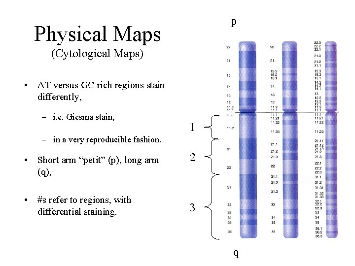 p Physical Maps (Cytological Maps) • AT versus GC rich regions stain differently, –