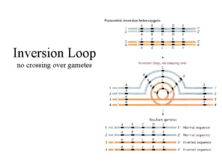 Inversion Loop no crossing over gametes 