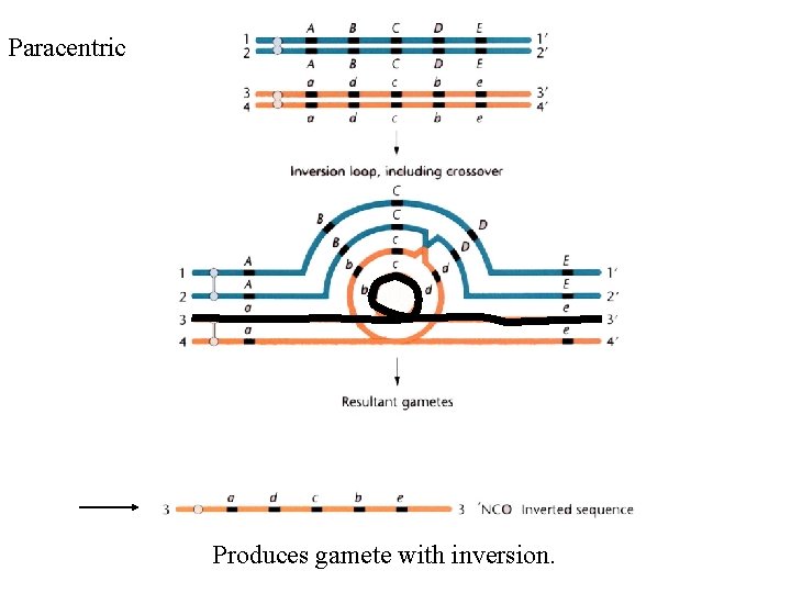 Paracentric Produces gamete with inversion. 
