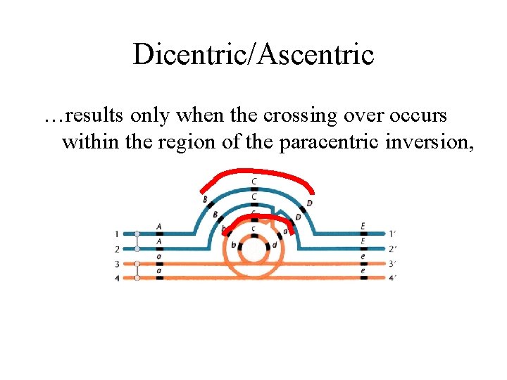 Dicentric/Ascentric …results only when the crossing over occurs within the region of the paracentric