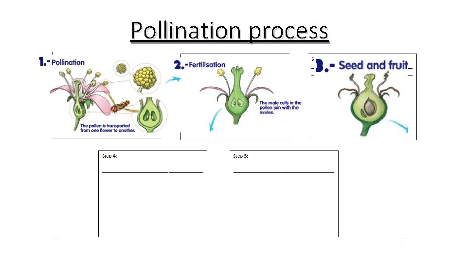 Pollination process An insect deposits pollen from a plant in another plant. Pollen goes