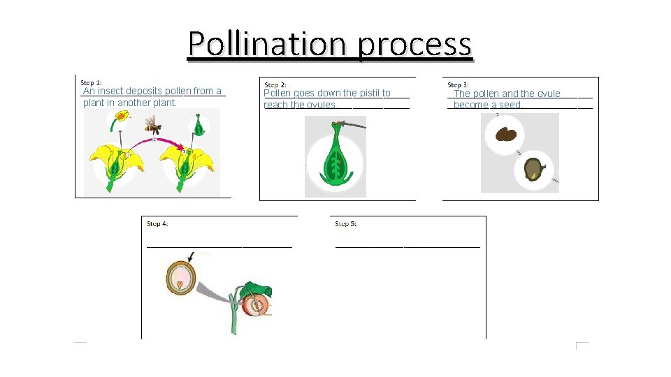 Pollination process An insect deposits pollen from a plant in another plant. Pollen goes