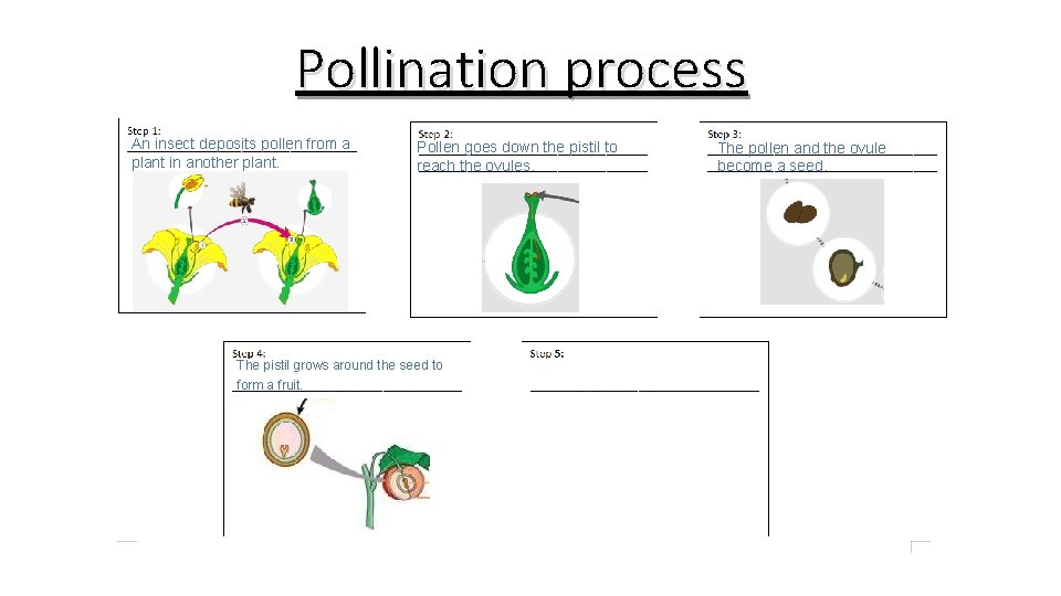 Pollination process An insect deposits pollen from a plant in another plant. Pollen goes