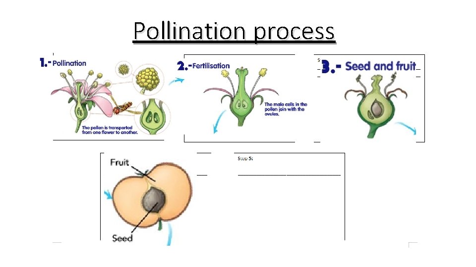 Pollination process An insect deposits pollen from a plant in another plant. Pollen goes