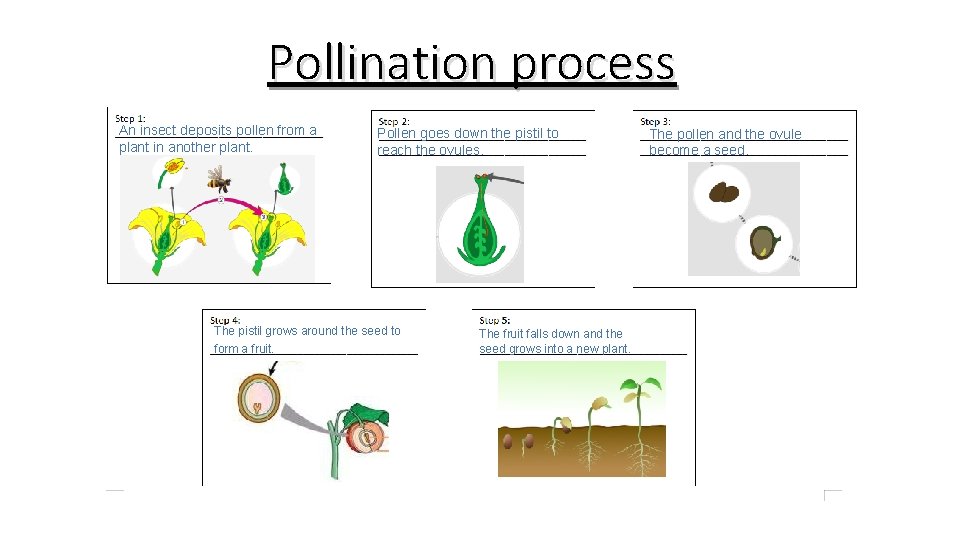 Pollination process An insect deposits pollen from a plant in another plant. Pollen goes