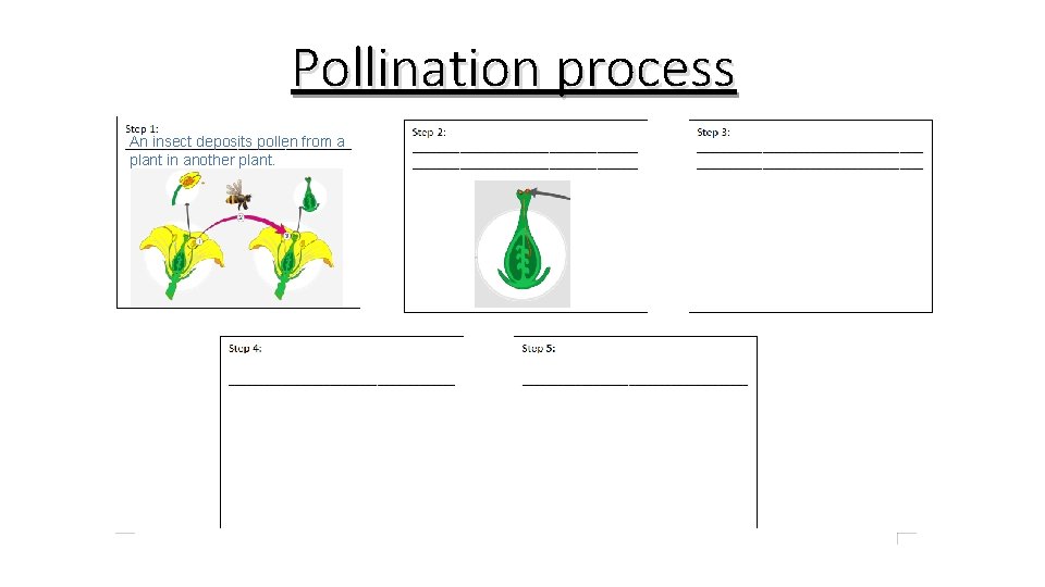 Pollination process An insect deposits pollen from a plant in another plant. 