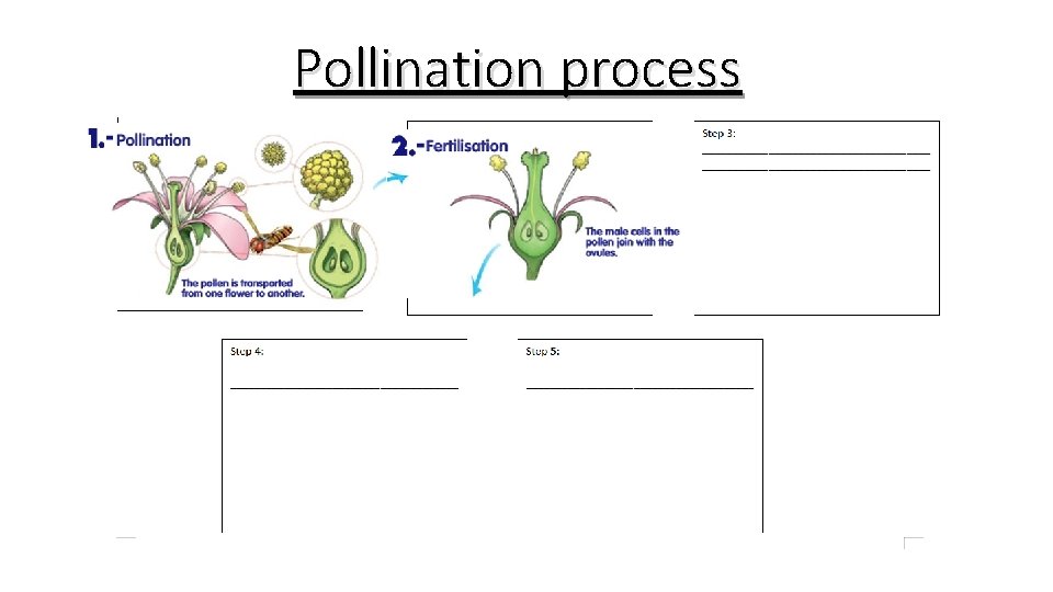 Pollination process An insect deposits pollen from a plant in another plant. Pollen goes Pollination process An insect deposits pollen from a plant in another plant. Pollen goes