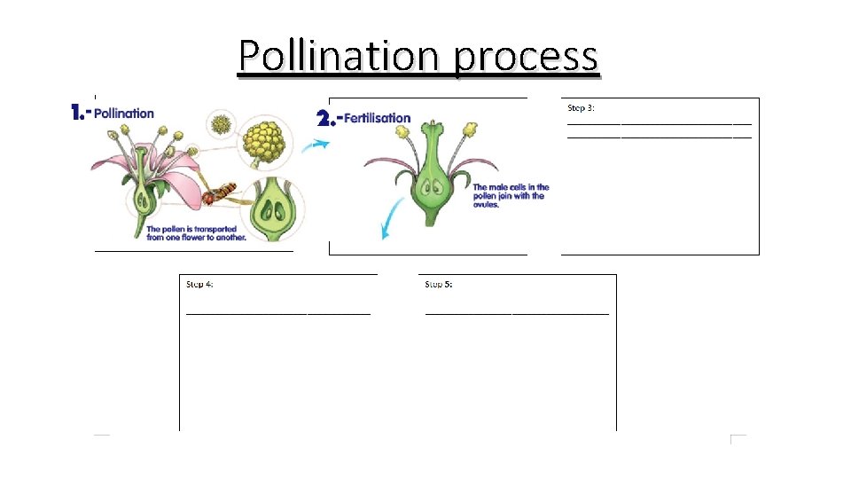 Pollination process An insect deposits pollen from a plant in another plant. Pollen goes