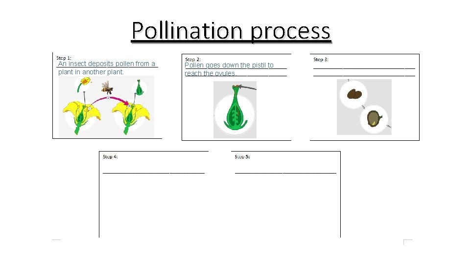 Pollination process An insect deposits pollen from a plant in another plant. Pollen goes