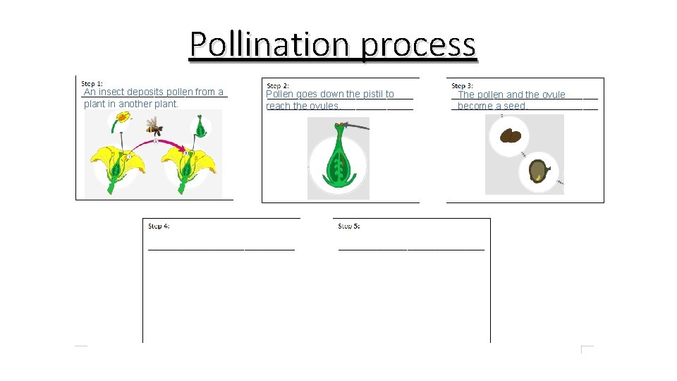 Pollination process An insect deposits pollen from a plant in another plant. Pollen goes