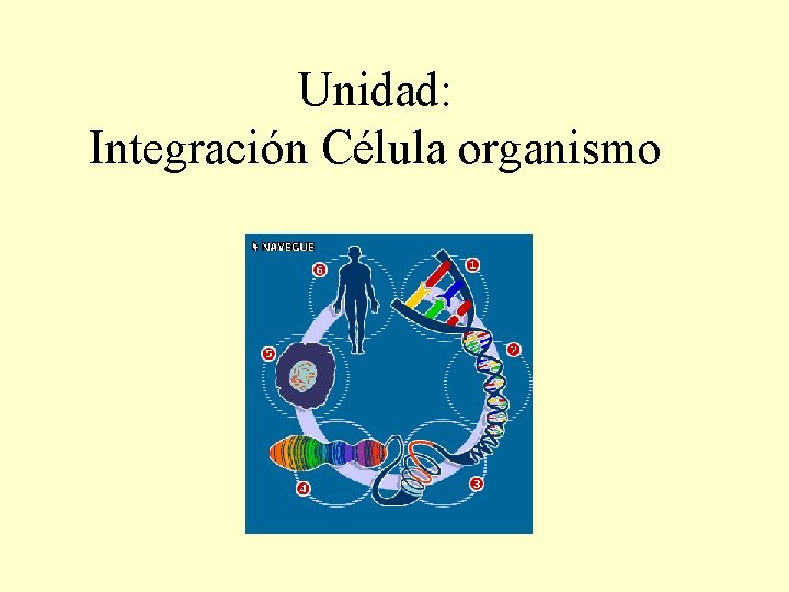 Unidad: Integración Célula organismo 