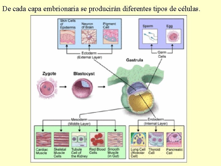 De cada capa embrionaria se producirán diferentes tipos de células. 