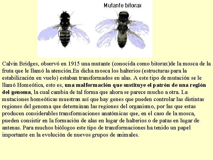 Calvin Bridges, observó en 1915 una mutante (conocida como bitorax)de la mosca de la