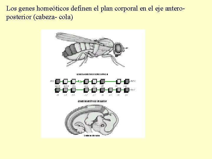 Los genes homeóticos definen el plan corporal en el eje anteroposterior (cabeza- cola) 