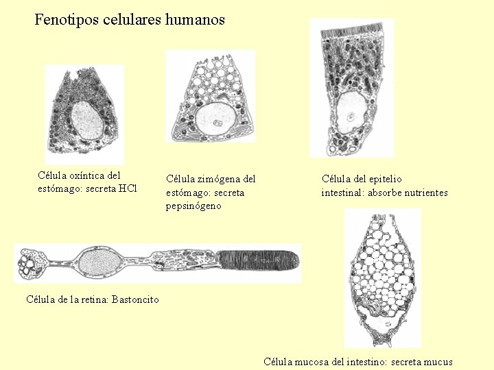 Fenotipos celulares humanos Célula oxíntica del estómago: secreta HCl Célula zimógena del estómago: secreta