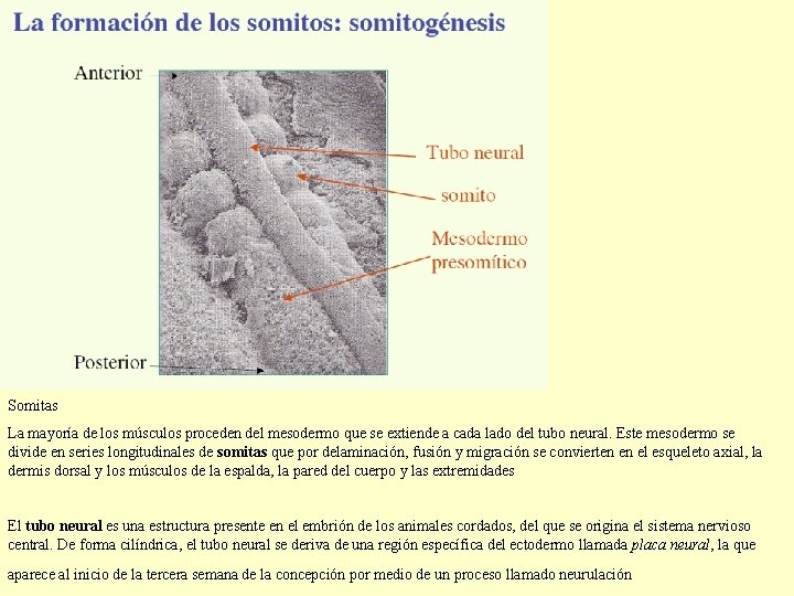 Somitas La mayoría de los músculos proceden del mesodermo que se extiende a cada