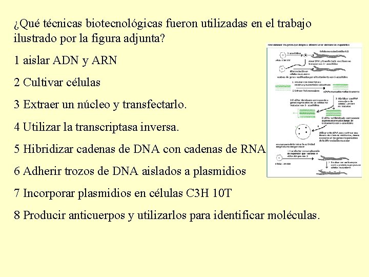 ¿Qué técnicas biotecnológicas fueron utilizadas en el trabajo ilustrado por la figura adjunta? 1