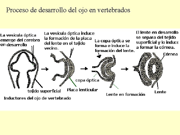 Proceso de desarrollo del ojo en vertebrados 