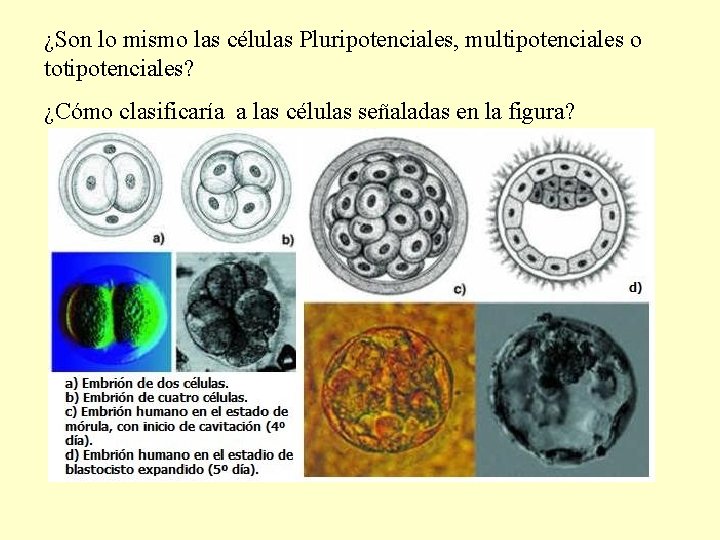 ¿Son lo mismo las células Pluripotenciales, multipotenciales o totipotenciales? ¿Cómo clasificaría a las células