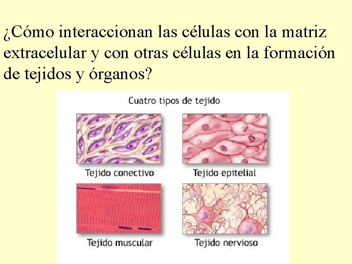 ¿Cómo interaccionan las células con la matriz extracelular y con otras células en la