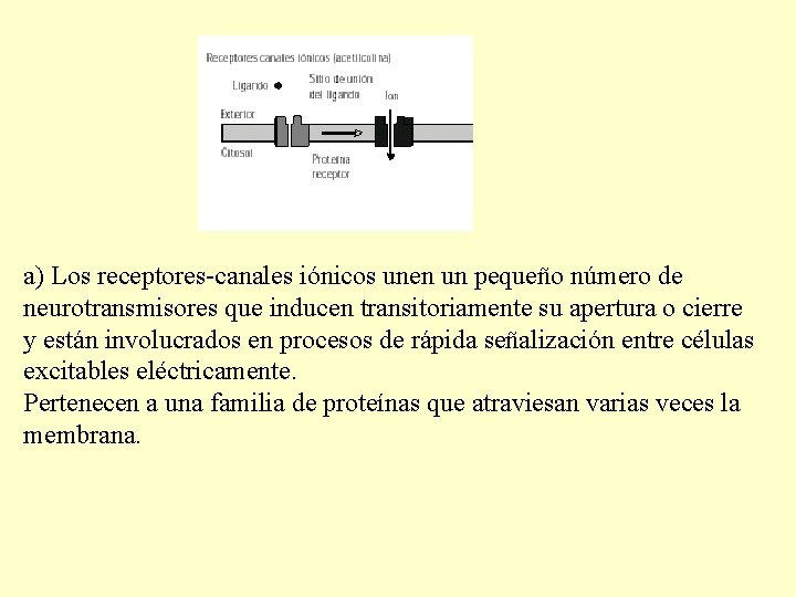 a) Los receptores-canales iónicos unen un pequeño número de neurotransmisores que inducen transitoriamente su