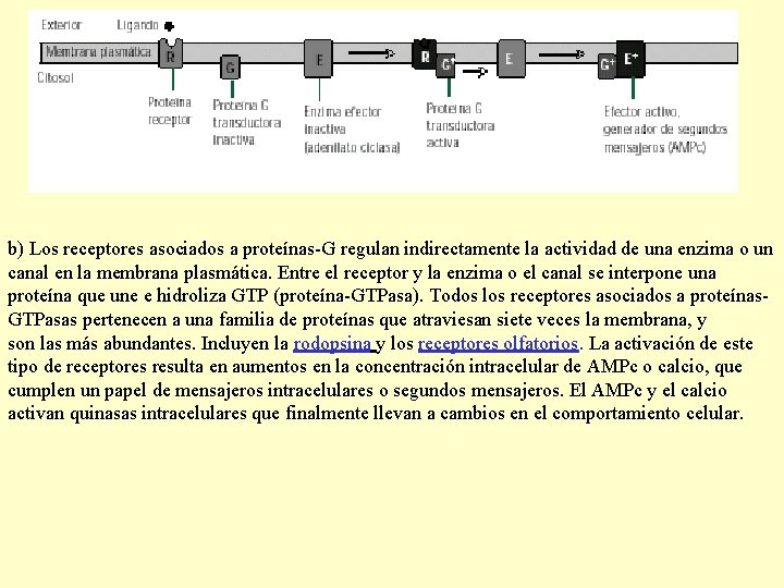 b) Los receptores asociados a proteínas-G regulan indirectamente la actividad de una enzima o b) Los receptores asociados a proteínas-G regulan indirectamente la actividad de una enzima o