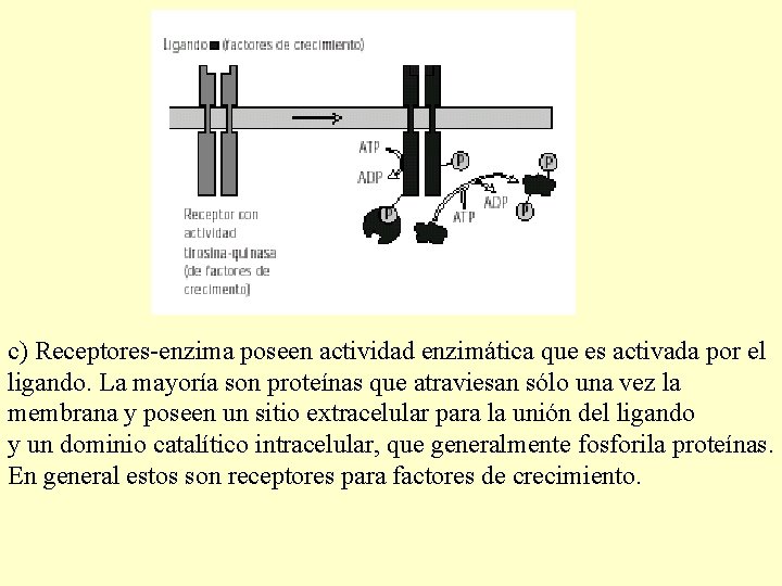 c) Receptores-enzima poseen actividad enzimática que es activada por el ligando. La mayoría son