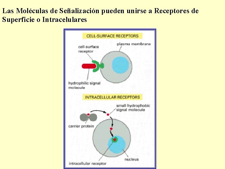 Las Moléculas de Señalización pueden unirse a Receptores de Superficie o Intracelulares 